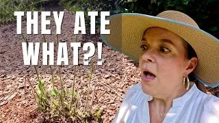 Thumbnail: The Rabbits Have Spoken! Plants They Eat vs. Leave Alone