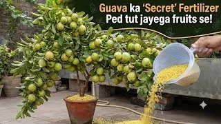 Thumbnail: ​Guava Plant Secret Fertilizer  Roof Par Fruit Se Bhar Gaya Ped |Massive guava  Fruit Yield | 