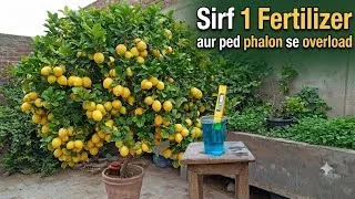 Thumbnail:  Sirf 1 Fertilizer aur Lemon ka Ped Phalon se Overload | ​More Lemons  Zero Cost