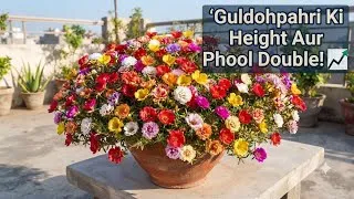 Thumbnail: The Secret Fertilizer for Massive Guldohpahri  Moss Rose Blooms | Portulaca Tips | Moss Rose Care 