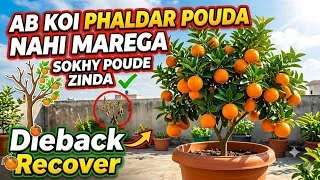 Thumbnail: Sookhe Hue Poudon Ko Dobara Hara Bhara Kaise Karein | Save Your Dying Fruit Plants 