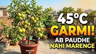 Thumbnail: ​Ab Garmi Mein Bhi Paudhe Nahi Marengye  Ye Formula Try Karein | ​45 Degree Heat plant care