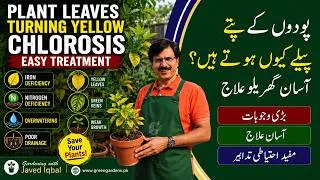 Thumbnail: Why Plant Leaves Turn Yellow? | Chlorosis in Plants | Causes & Easy Treatment