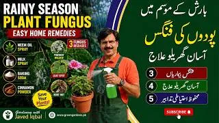 Thumbnail: Rainy Season Plant Fungus Control | Easy Home Remedies for Fungus, Powdery Mildew & Root Rot