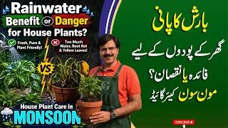 Thumbnail: Rainwater: Benefit or Danger for House Plants?  | Care Tips for House Plants during Monsoon