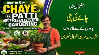 Thumbnail: How to Use Chaye ki Patti (Used Tea Leaves) in Gardening |Benefits, Correct Method & Common Mistakes