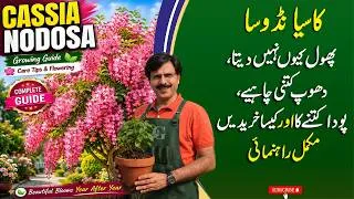 Thumbnail: Cassia Nodosa Growing Guide, Care tips and Tips for Flowering, Complete Guide