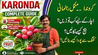 Thumbnail: Karonda, Carissa carandas Complete Guide | Pickle Harvesting, Seed Collection & Propagation