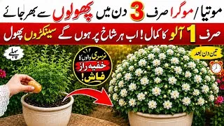 Thumbnail: Potato Fertilizer Trick for Mogra/Motia (Arabian Jasmine) 🌸 | New Mogra Plant Care for More Flowers