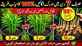Thumbnail: How to Grow Ginger at Home | Grow Ginger from Store-Bought Ginger |Adrak ka Paudha Kaise Lagaen 2026