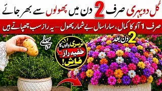 Thumbnail: Special Potato Fertilizer for Gul e Dopahri🌸Portulaca Plant Care| Moss Rose Care in Summer