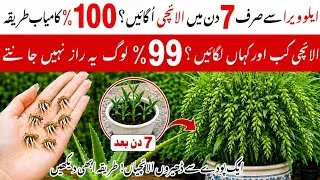 Thumbnail: How to Grow Cardamom Plant from Seeds in 7 Days | Aloe Vera Secret | Grow Elaichi Plant At Home
