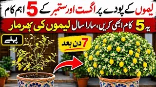 Thumbnail: Best Fertilizer for Lemon Plant in August 2026 | August Mein Nimbu Par Karne Wale 5 Aham Kaam