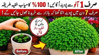 Thumbnail: How to Grow Pudina at Home | Potato Secret Trick for Fast Growth | How to Grow Mint from Stem 
