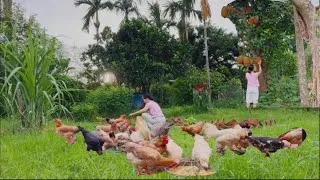 Thumbnail: A slow-paced rural life: gardening, a healthy breakfast, nature and animals, and harvesting crops.