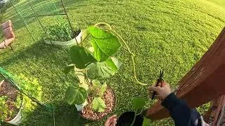 Thumbnail: Trellising Kiwi Plant | Day 240 of 365 Days of Gardening