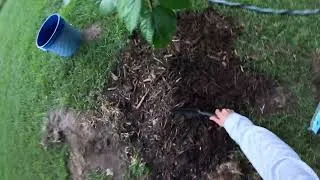 Thumbnail: Mulching a Young Mulberry Tree | Day 238 of 365 Days of Gardening