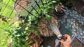 Thumbnail: Adding a Boost of Nitrogen to the Garden (Coffee Grounds) | Day 237 of 365 Days of Gardening