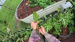 Thumbnail: This Week's Garden Maintenance | Day 236 of 365 Days of Gardening