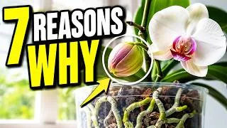 Thumbnail: 7 Reasons Your Orchid Buds Won’t Open — Even When They Look Healthy