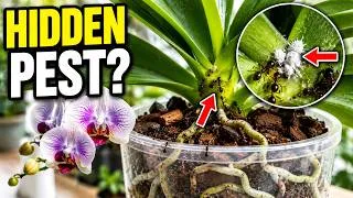 Thumbnail: Why Are Ants Crawling All Over Your Orchid Check These 7 Things