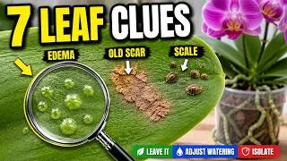 Thumbnail: 7 Reasons Your Orchid Has Strange Bumps or Blisters on Its Leaves
