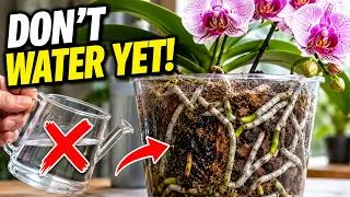 Thumbnail: Big Box Store Orchids Are Dying Fast – The First 7 Days That Matter