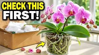 Thumbnail: Shipping Stress or Sick Orchid? 10 Checks to Know the Difference