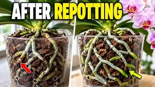 Thumbnail: 7 After Repotting Mistakes That Destroy New Orchid Roots