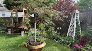 Thumbnail: Transform Your Patio With a Beautiful Japanese Maple in a Container!!