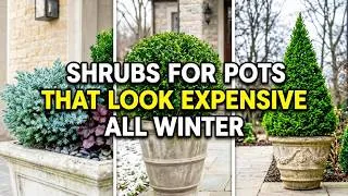 Thumbnail: 7 Best Evergreen Shrubs for Pots That Look Expensive All Winter