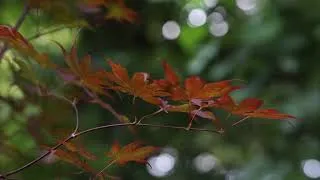 Thumbnail: Japanese Maples for North Carolina | Varieties, Planting Tips & Companion Plants