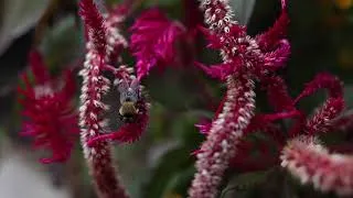 Thumbnail: Beekeeping for Beginners | Expert Advice & Monthly Bee Social Cary NC