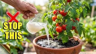 Thumbnail: Never Use Rice Water On Plants Until You Do This!