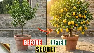 Thumbnail: Why Your Potted Lemon Tree is Not Fruiting? (The Mediterranean Secret)