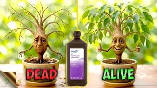 Thumbnail: How I Saved a ‘Dead’ Plant – An Emotional Story from the Pot