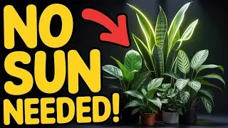 Thumbnail: 15 Stunning Houseplants That Thrive in ZERO Sunlight 🌿 | Perfect for Dark Rooms!