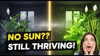 Thumbnail: 18 Gorgeous Houseplants That Thrive Without Sunlight 🌿 | Low Light Indoor Plants You’ll Love!