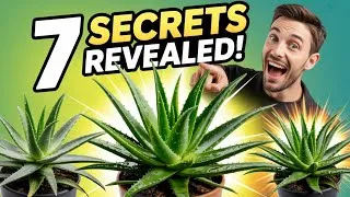 Thumbnail: Aloe Vera Plant Care - How To Care For Aloe Vera Plants