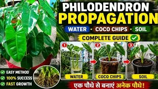 Thumbnail: Philodendron Propagation | Water Coco Chips Soil | Complete Guide 