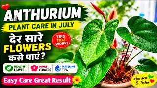 Thumbnail: Anthurium Plant Care Guide | Baar Baar Flowers Kaise Laayein| Complete Care Tips 