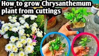 Thumbnail: How to grow chrysanthemum plant from cuttings | Guldawadi | Simple way to grow 
