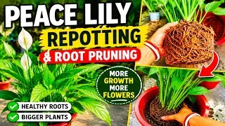 Thumbnail: Peace Lily Plant Repotting and Root Pruning | How to Care Peace Lily Plant 