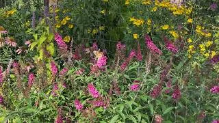 Thumbnail: Deer-Resistant Plants for Late Summer- August Garden Tour Part 4