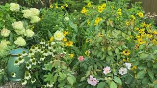 Thumbnail: My Cottage Garden in Mid-August | So Much Still Blooming! | August Garden Tour Part 3