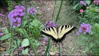 Thumbnail: My Food and Pollinator Garden | August Garden Tour Part 2