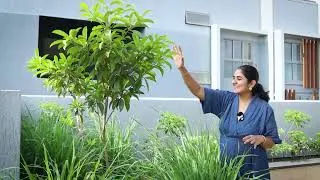 Thumbnail: Growing Fruit Trees on Terrace | Landscaping in Mumbai