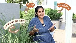 Thumbnail: Herbs to Grow in Summer season: Terrace Garden Design in Mumbai 
