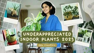 Thumbnail: Indoor Plants No-one talks about | My recommendations