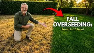 Thumbnail: How to Transform Your Lawn From Patchy to Perfect in Just 10 Days